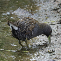 Australian Spotted Crake